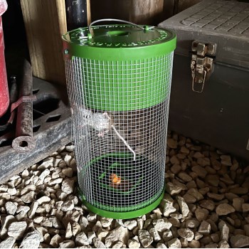 Multi Catch Mouse Trap