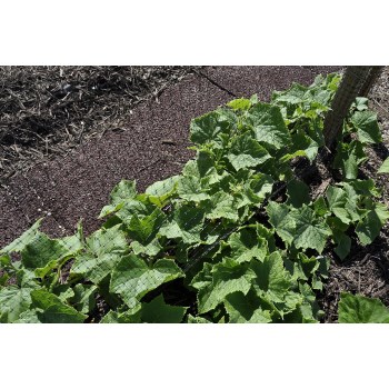 Easy Gardener Garden Netting - 14 x 45 Ft