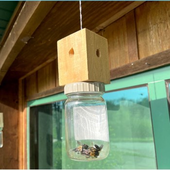Billy Bob Carpenter Bee Trap