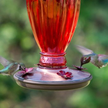 Daisy Vase Vintage Glass Hummingbird Feeder - 18 oz