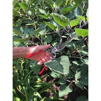 Corona ClassicCUT Forged Bypass Pruner - 3/4"