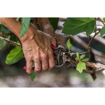 Corona ClassicCUT Forged Bypass Pruner - 3/4"