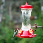 Perky Pet Glass Hummingbird Feeder, 4 Ports - 20 oz