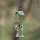 Perky-Pet Metal Tube Bird Feeder, Green - 1 Lb